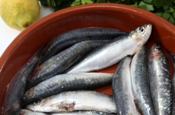 Omega Fatty Acid products